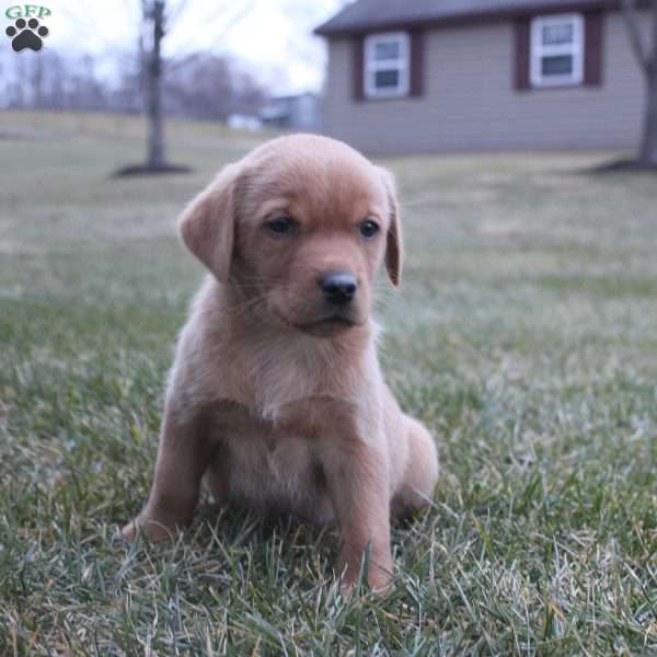 Koda, Fox Red Labrador Retriever Puppy